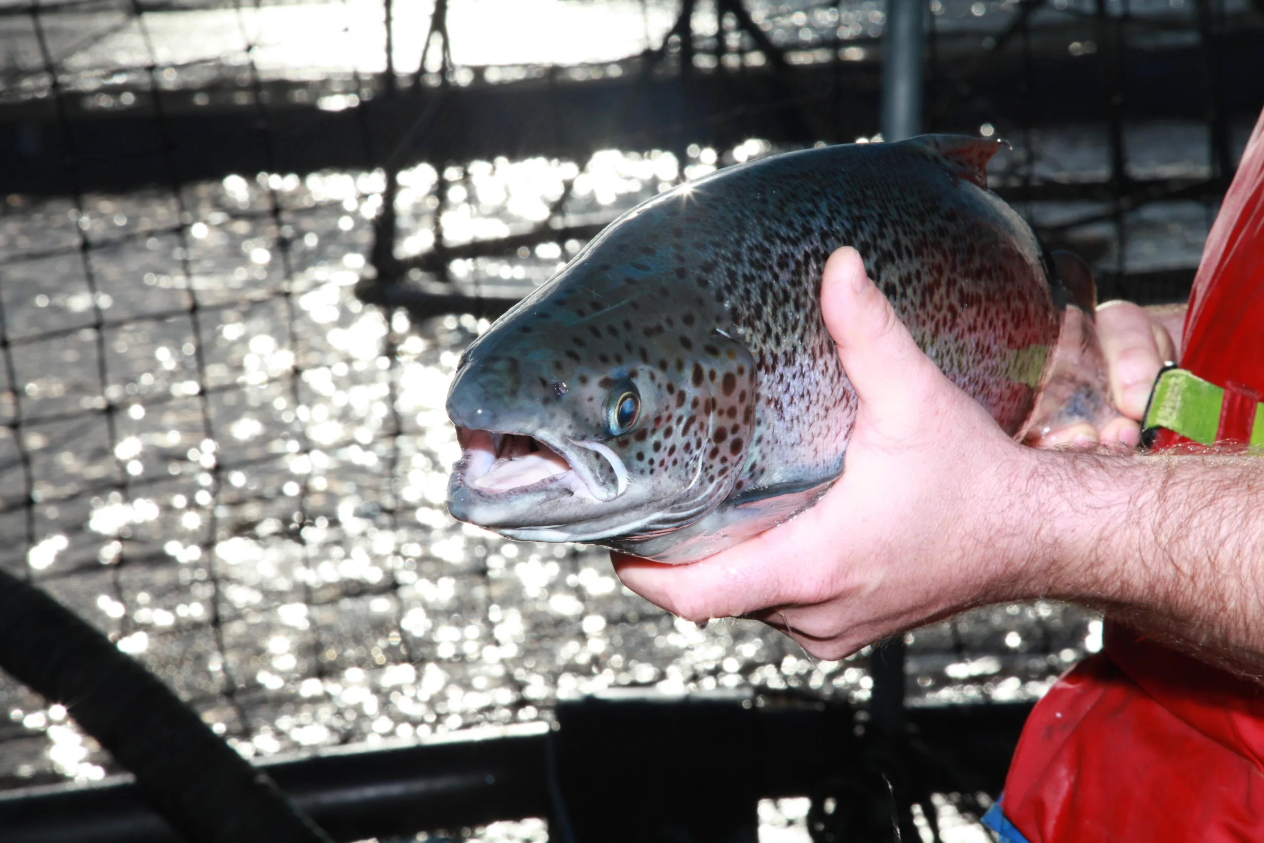 MEDIA RELEASE – Winter salmon mortalities worse than last year, 17 July 2026